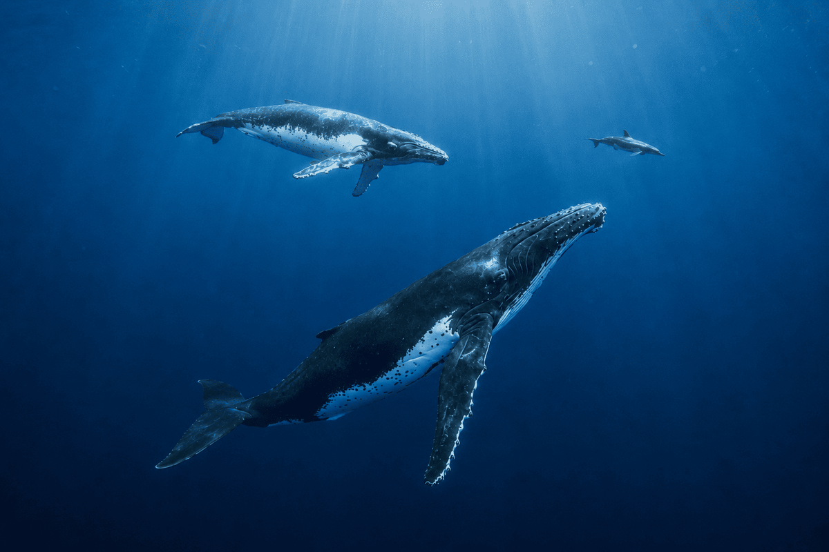 Beautiful Creatures